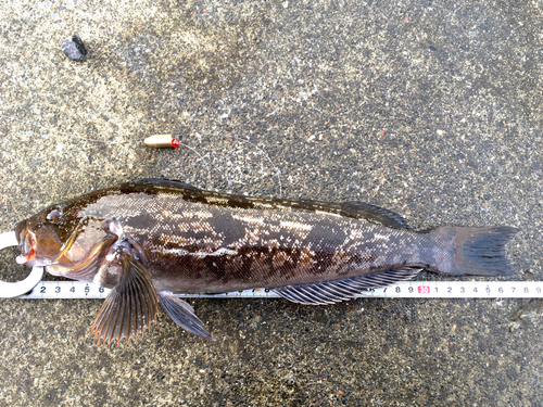 アイナメの釣果