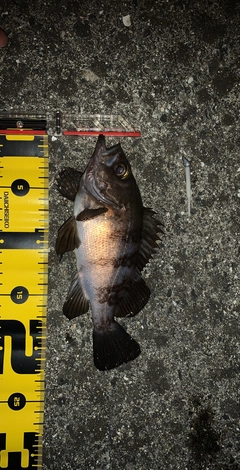 アカメバルの釣果