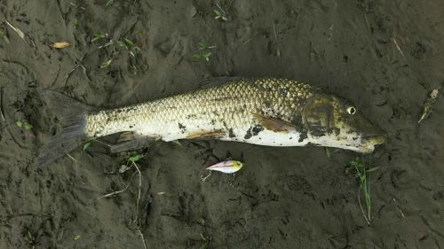 ニゴイの釣果