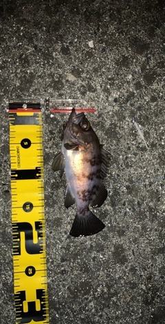 アカメバルの釣果