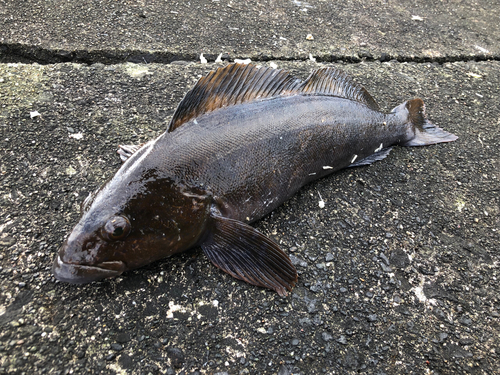 アイナメの釣果