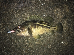 シマゾイの釣果