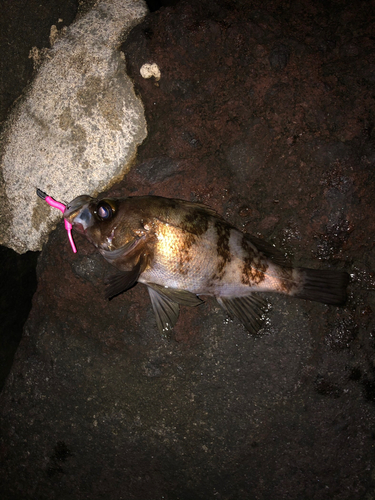 シロメバルの釣果