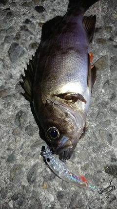 メバルの釣果