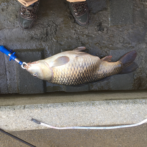 コイの釣果