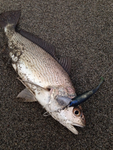 ニベの釣果