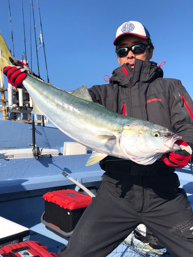 ブリの釣果