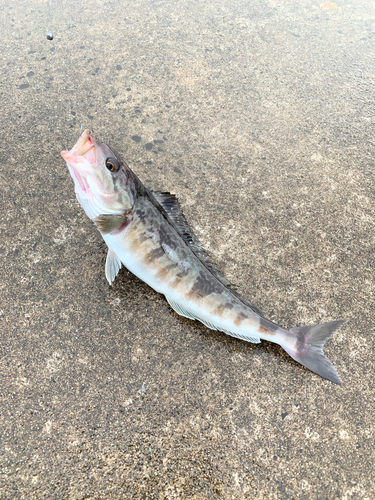 ホッケの釣果