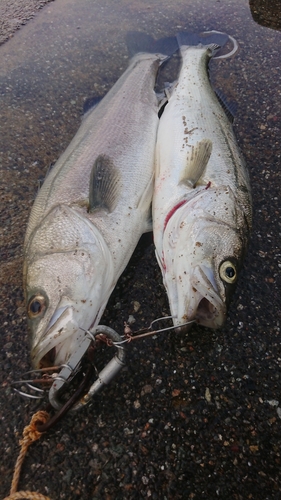 スズキの釣果