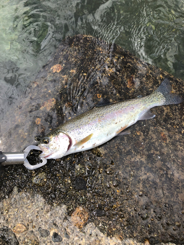 ニジマスの釣果