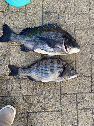 チヌの釣果