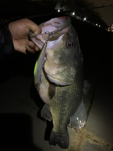 ラージマウスバスの釣果