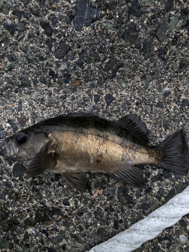 メバルの釣果