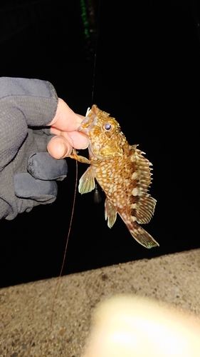 ガシラの釣果