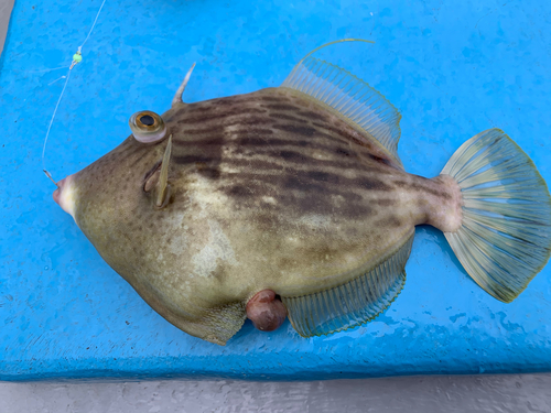 カワハギの釣果