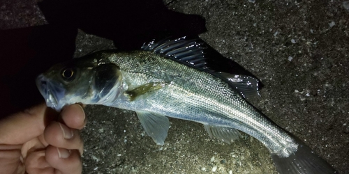 セイゴ（マルスズキ）の釣果