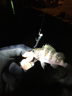 シロメバルの釣果