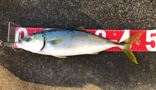 イナダの釣果