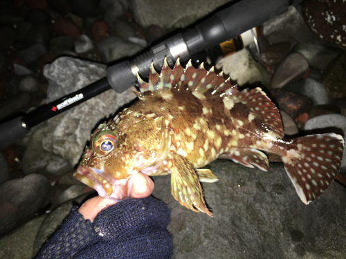 カサゴの釣果