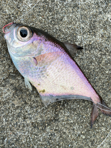 リュウキュウハタンポの釣果