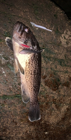 クロソイの釣果