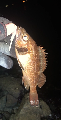 エゾメバルの釣果