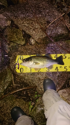 ブラックバスの釣果