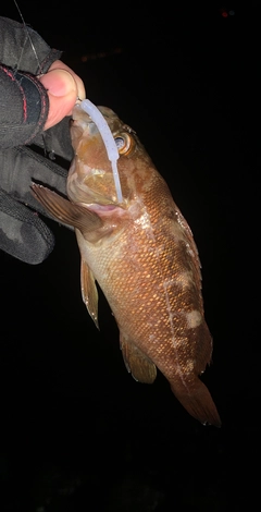 エゾメバルの釣果