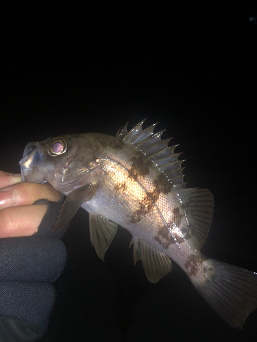 メバルの釣果