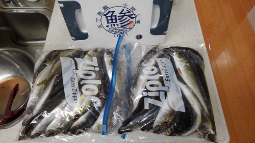 アジの釣果