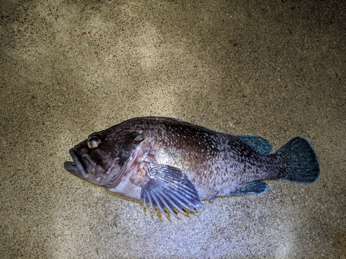 クロソイの釣果