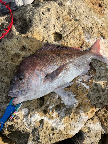 タイの釣果