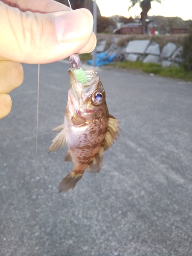 メバルの釣果