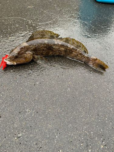 アイナメの釣果