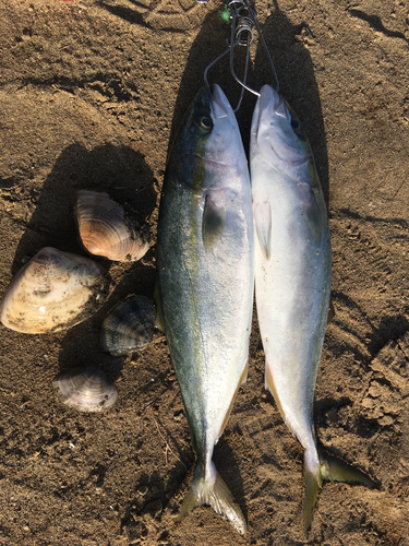 イナダの釣果