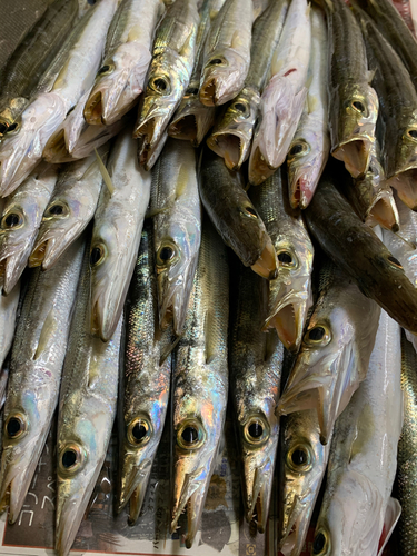 カマスの釣果