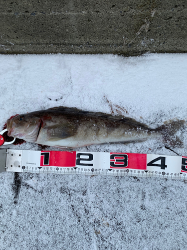 ホッケの釣果