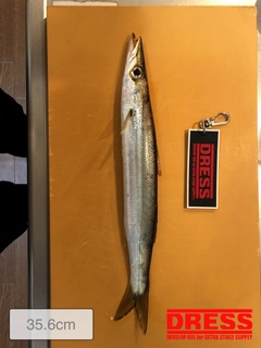 カマスの釣果