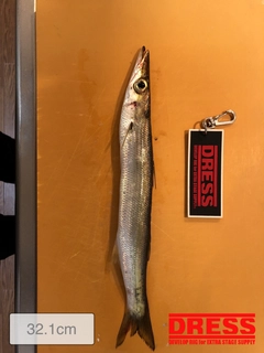 カマスの釣果