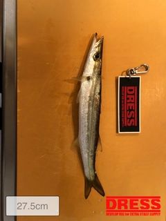 カマスの釣果