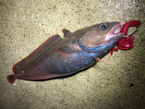 エゾイソアイナメの釣果