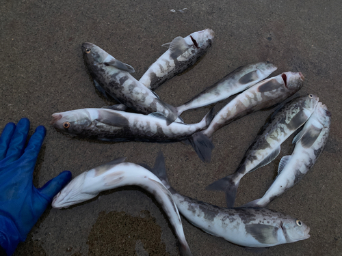 ホッケの釣果