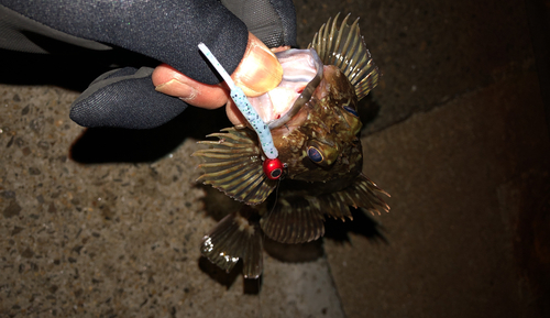 カサゴの釣果