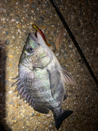 クロダイの釣果