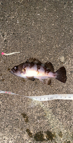 シロメバルの釣果