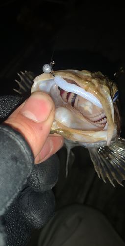 タケノコメバルの釣果