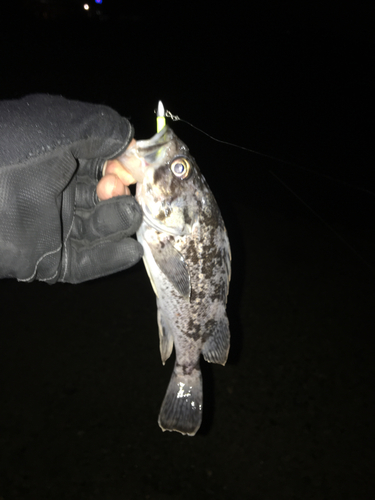 クロソイの釣果