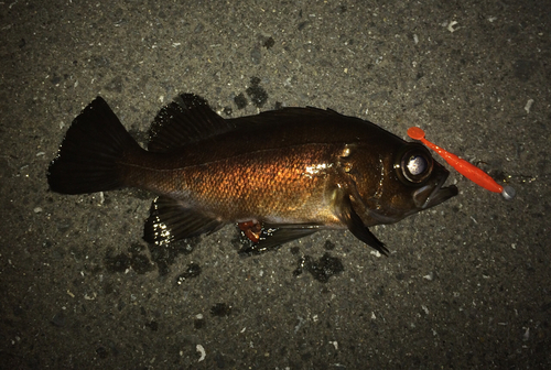 メバルの釣果