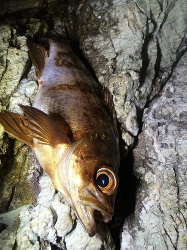 アカメバルの釣果