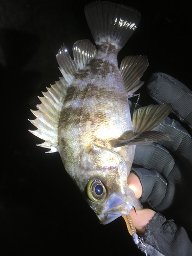 シロメバルの釣果